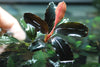 Bucephalandra sp. "Hades" - Aquascaping, [Product_type] - Aquarium plants Canada, [Product_vendor] - Aquarium stone, Driftwood, [shop name] The Wet Leaf