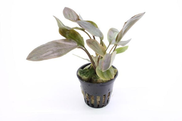 Lagenandra meeboldii red Tropica - Aquascaping, [Product_type] - Aquarium plants Canada, [Product_vendor] - Aquarium stone, Driftwood, [shop name] The Wet Leaf