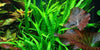 Java Fern, Microsorum pteropus narrow Tropica - Aquascaping, [Product_type] - Aquarium plants Canada, [Product_vendor] - Aquarium stone, Driftwood, [shop name] The Wet Leaf