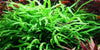 Java Fern, Microsorum pteropus 'Trident' - Aquascaping, [Product_type] - Aquarium plants Canada, [Product_vendor] - Aquarium stone, Driftwood, [shop name] The Wet Leaf