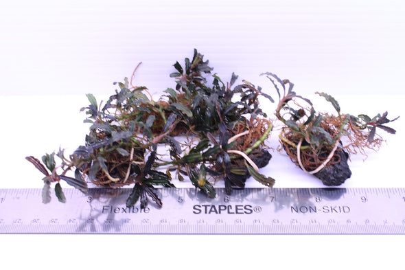 Bucephalandra sp. Mini Coin - Aquascaping, [Product_type] - Aquarium plants Canada, [Product_vendor] - Aquarium stone, Driftwood, [shop name] The Wet Leaf