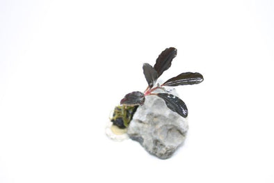 Bucephalandra Pinky Mamba Individual Stem - Aquascaping, [Product_type] - Aquarium plants Canada, [Product_vendor] - Aquarium stone, Driftwood, [shop name] The Wet Leaf