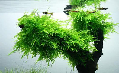 Spiky moss Taxiphyllum spp. - Aquascaping, [Product_type] - Aquarium plants Canada, [Product_vendor] - Aquarium stone, Driftwood, [shop name] The Wet Leaf