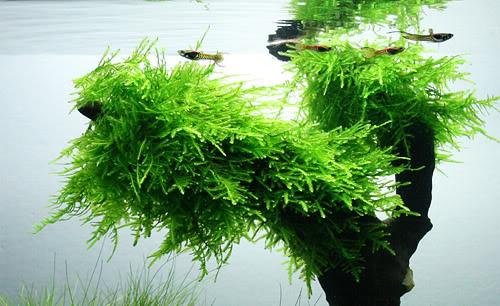 Spiky moss Taxiphyllum spp. - Aquascaping, [Product_type] - Aquarium plants Canada, [Product_vendor] - Aquarium stone, Driftwood, [shop name] The Wet Leaf