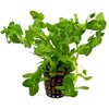 Bacopa caroliniana  Tropica - Aquascaping, [Product_type] - Aquarium plants Canada, [Product_vendor] - Aquarium stone, Driftwood, [shop name] The Wet Leaf