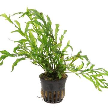 Tropica Rotala 'Bonsai' 1-2 Grow – The Wet Leaf
