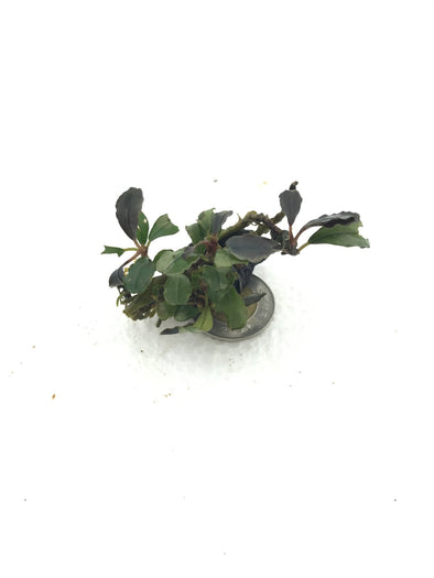 C*❗様 Bucephalandra sp mandau Bucephalandra sp. 
