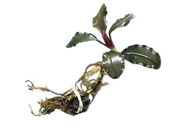 Bucephalandra sp. 'Theia' - Rare Aquatic Plant – The Wet Leaf