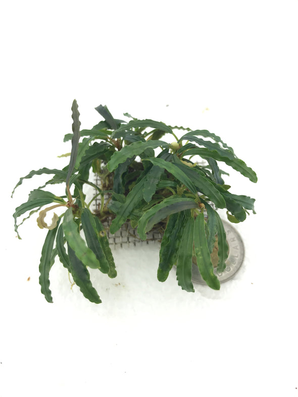 Bucephalandra Catherine Clump #3 - Aquascaping, [Product_type] - Aquarium plants Canada, [Product_vendor] - Aquarium stone, Driftwood, [shop name] The Wet Leaf