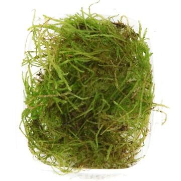 Java Moss Tropica - Aquascaping, [Product_type] - Aquarium plants Canada, [Product_vendor] - Aquarium stone, Driftwood, [shop name] The Wet Leaf