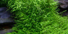 Utricularia Graminifolia 1-2 Grow