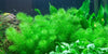 Myriophyllum Guyana 1-2 Grow - Aquascaping, [Product_type] - Aquarium plants Canada, [Product_vendor] - Aquarium stone, Driftwood, [shop name] The Wet Leaf