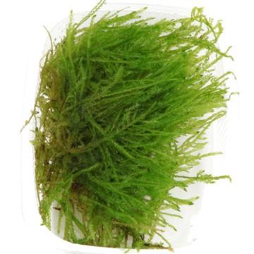 Spiky Moss Tropica - Aquascaping, [Product_type] - Aquarium plants Canada, [Product_vendor] - Aquarium stone, Driftwood, [shop name] The Wet Leaf