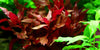 Alternanthera reineckii Rosanervig Tropica - Aquascaping, [Product_type] - Aquarium plants Canada, [Product_vendor] - Aquarium stone, Driftwood, [shop name] The Wet Leaf