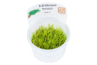Weeping moss 1-2 Grow - Aquascaping, [Product_type] - Aquarium plants Canada, [Product_vendor] - Aquarium stone, Driftwood, [shop name] The Wet Leaf