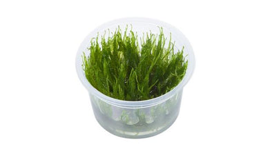 Taxiphyllum Taiwan moss 1-2 Grow - Aquascaping, [Product_type] - Aquarium plants Canada, [Product_vendor] - Aquarium stone, Driftwood, [shop name] The Wet Leaf