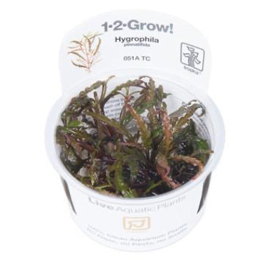 Hygrophila Pinnatifida 1-2 Grow - Aquascaping, [Product_type] - Aquarium plants Canada, [Product_vendor] - Aquarium stone, Driftwood, [shop name] The Wet Leaf