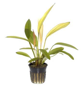 Echinodorus 'Red Diamond' Tropica - Aquascaping, [Product_type] - Aquarium plants Canada, [Product_vendor] - Aquarium stone, Driftwood, [shop name] The Wet Leaf