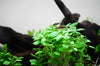Lobelia cardinalis ‘Mini’ 1-2 Grow Tropica