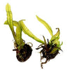 Aponogeton boivinianus - Aquascaping, [Product_type] - Aquarium plants Canada, [Product_vendor] - Aquarium stone, Driftwood, [shop name] The Wet Leaf