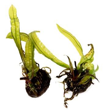 Aponogeton boivinianus - Aquascaping, [Product_type] - Aquarium plants Canada, [Product_vendor] - Aquarium stone, Driftwood, [shop name] The Wet Leaf