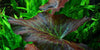Nymphaea lotus 'Tiger Lotus'  Tropica