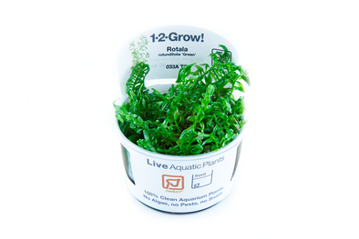 Rotala rotundifolia 'Green' 1-2 Grow Tropica