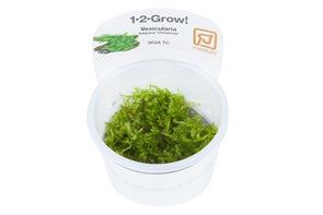 Christmas moss 1-2 Grow - Aquascaping, [Product_type] - Aquarium plants Canada, [Product_vendor] - Aquarium stone, Driftwood, [shop name] The Wet Leaf