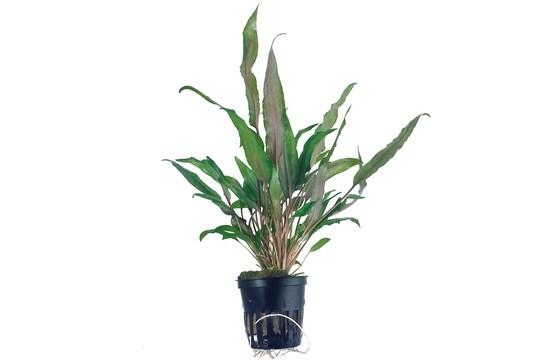 Cryptocoryne undulata Broad Leaves Tropica - Aquascaping, [Product_type] - Aquarium plants Canada, [Product_vendor] - Aquarium stone, Driftwood, [shop name] The Wet Leaf