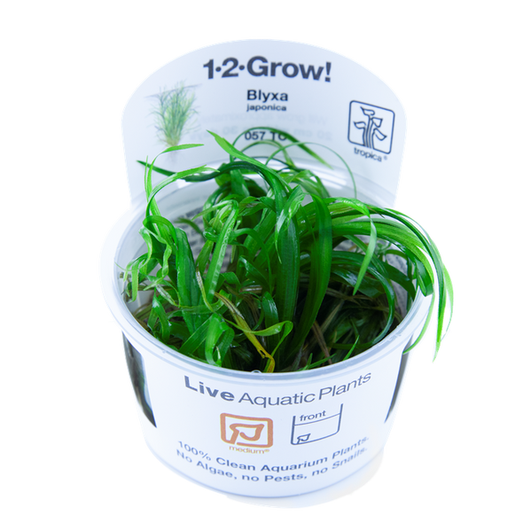 Blyxa japonica  1-2 Grow Tropica