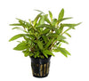 Hygrophila Siamensis 53B  Tropica - Aquascaping, [Product_type] - Aquarium plants Canada, [Product_vendor] - Aquarium stone, Driftwood, [shop name] The Wet Leaf