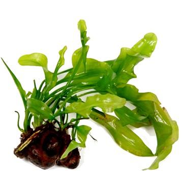Aponogeton ulvaceus - Aquascaping, [Product_type] - Aquarium plants Canada, [Product_vendor] - Aquarium stone, Driftwood, [shop name] The Wet Leaf