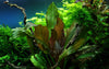 Echinodorus 'Reni'  1-2 Grow Tropica
