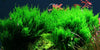 Flame moss 1-2 Grow - Aquascaping, [Product_type] - Aquarium plants Canada, [Product_vendor] - Aquarium stone, Driftwood, [shop name] The Wet Leaf