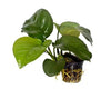 Anubias barteri caladifolia Tropica - Aquascaping, [Product_type] - Aquarium plants Canada, [Product_vendor] - Aquarium stone, Driftwood, [shop name] The Wet Leaf