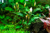 Bucephalandra pygmaea 'Bukit Kelam'  1-2 Grow Tropica
