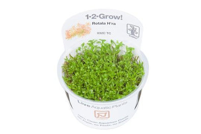 Rotala H'ra 1-2 Grow - Aquascaping, [Product_type] - Aquarium plants Canada, [Product_vendor] - Aquarium stone, Driftwood, [shop name] The Wet Leaf