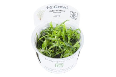 Heteranthera zosterifolia 1-2 Grow