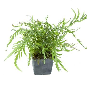 Bolbitis heudelotii XL Tropica