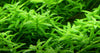 Rotala rotundifolia 'Green' 1-2 Grow Tropica