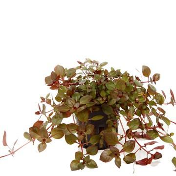 Ludwigia palustris Tropica - Aquascaping, [Product_type] - Aquarium plants Canada, [Product_vendor] - Aquarium stone, Driftwood, [shop name] The Wet Leaf