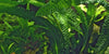 Aponogeton boivinianus - Aquascaping, [Product_type] - Aquarium plants Canada, [Product_vendor] - Aquarium stone, Driftwood, [shop name] The Wet Leaf