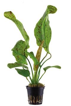 Echinodorus 'Ozelot Green'  Tropica - Aquascaping, [Product_type] - Aquarium plants Canada, [Product_vendor] - Aquarium stone, Driftwood, [shop name] The Wet Leaf