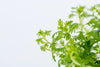 Hottonia palustris  1-2 Grow Tropica