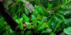 Cryptocoryne wendtii Tropica - Aquascaping, [Product_type] - Aquarium plants Canada, [Product_vendor] - Aquarium stone, Driftwood, [shop name] The Wet Leaf