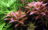 Proserpinaca palustris 'Cuba' 1-2 Grow Tropica