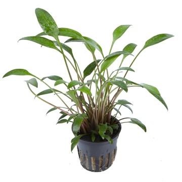 Cryptocoryne x willisii - Aquascaping, [Product_type] - Aquarium plants Canada, [Product_vendor] - Aquarium stone, Driftwood, [shop name] The Wet Leaf
