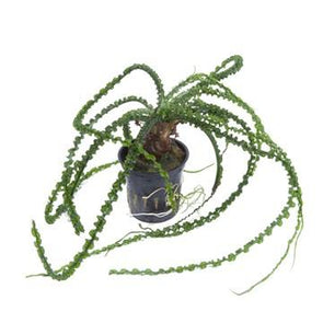 Crinum calamistratum Tropica - Aquascaping, [Product_type] - Aquarium plants Canada, [Product_vendor] - Aquarium stone, Driftwood, [shop name] The Wet Leaf