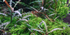 Hygrophila Pinnatifida 1-2 Grow - Aquascaping, [Product_type] - Aquarium plants Canada, [Product_vendor] - Aquarium stone, Driftwood, [shop name] The Wet Leaf