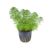 Limnophila sessilifora Tropica - Aquascaping, [Product_type] - Aquarium plants Canada, [Product_vendor] - Aquarium stone, Driftwood, [shop name] The Wet Leaf